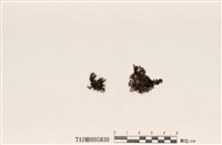 藏品(島衣屬)的圖片